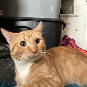 Meet your Posher, Dominic